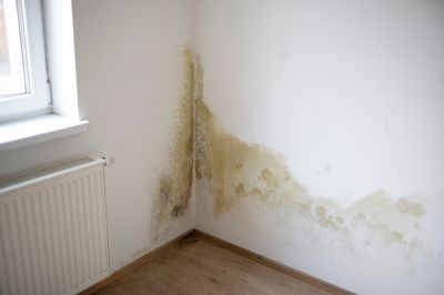 Wall Repair Due to Mold